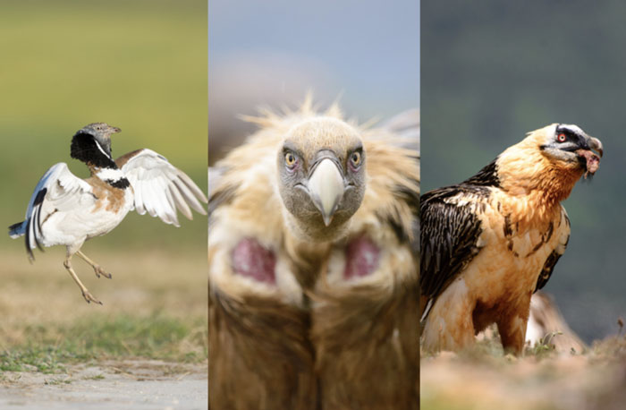 Vultures found in the Pyrenees