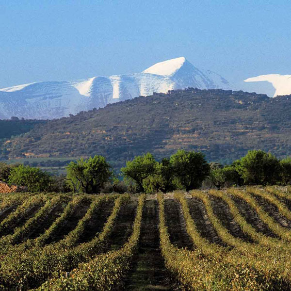 wines tour pyrenees